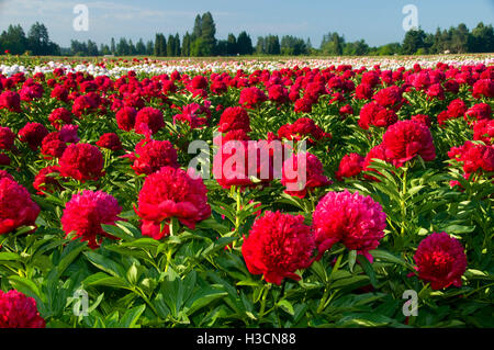 Red Charme Pfingstrose, Adelman Pfingstrose Garten, Brooks, Oregon Stockfoto