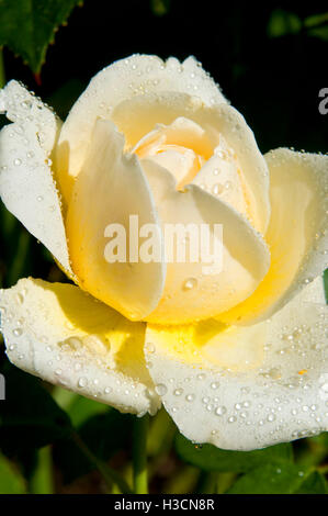 Charlotte Rose, Erbstück Rosen, St. Paul, Oregon Stockfoto