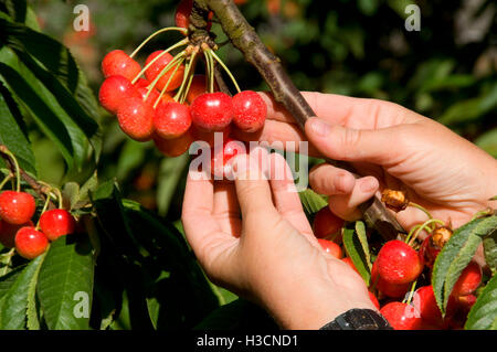 Kommissionierung Royal Anne Kirschen, Farm Johnson, Keizer, Oregon Stockfoto