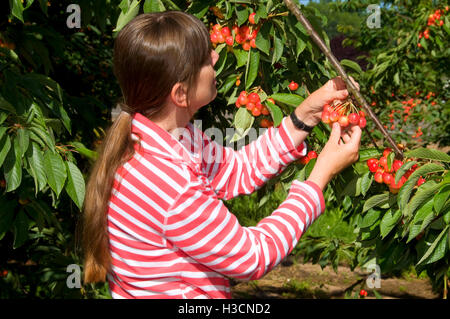 Kommissionierung Royal Anne Kirschen, Farm Johnson, Keizer, Oregon Stockfoto