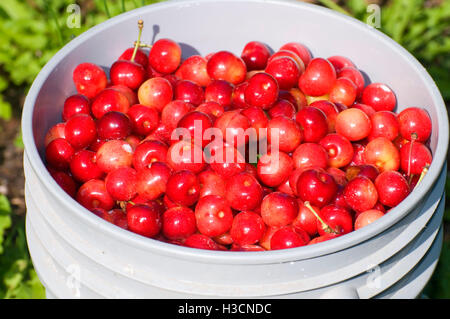 Königliche Anne Kirschen, Johnson Farm, Keizer, Oregon Stockfoto