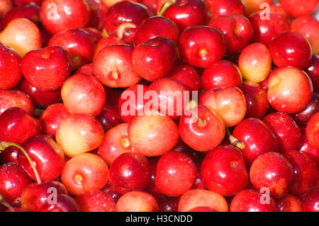 Königliche Anne Kirschen, Johnson Farm, Keizer, Oregon Stockfoto