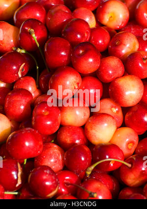 Königliche Anne Kirschen, Johnson Farm, Keizer, Oregon Stockfoto