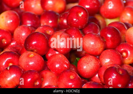 Königliche Anne Kirschen, Johnson Farm, Keizer, Oregon Stockfoto