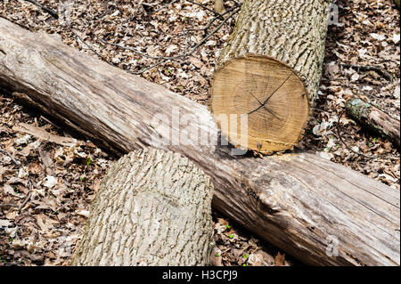 Log in halb liegend auf einem anderen umgestürzten Baum auf Waldboden geschnitten. Stockfoto