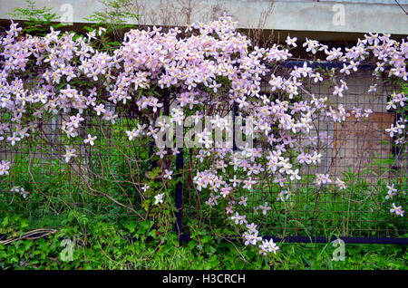 Rosa Clematis Blumen Klettern am Gartentor Stockfoto