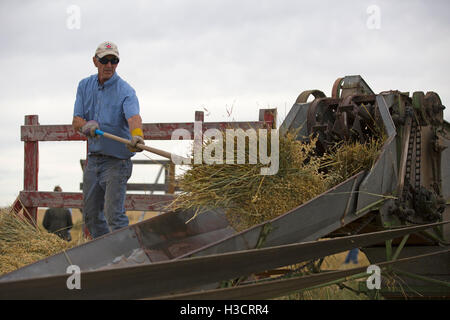 Mann lädt Garbe von frisch geerntetem Hafer vom Wagen in eine antike Dreschmaschine, um in den kanadischen Prärien Getreide vom Stroh zu trennen Stockfoto