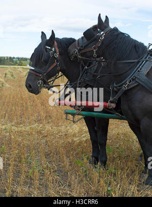 Percheron Pferd im Geschirr knurrender Begleiter im Nacken während der Haferernte auf einer westlichen Farm Stockfoto