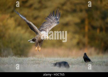 Seeadler / Seeadler (Haliaeetus Horste), fliegen, am Rande des herbstlichen farbigen Wäldern, Raureif bedeckten Boden Stockfoto