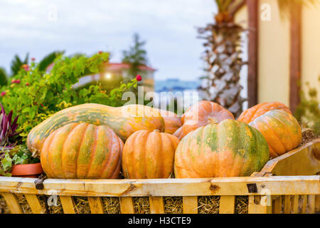 Kürbisse auf Stroh in einem Holzkarren liegen. Ernten, für Halloween vorbereiten. Große orange Herbst Kürbis und zucchini Stockfoto