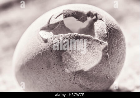 Großes Huhn-Ei-Nahaufnahme in Sepia geknackt Stockfoto