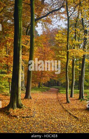 Wütend auf der Suche gelb orange Augen eines schwarzen Hund, Wolf, dunkler Hintergrund, Stockfoto