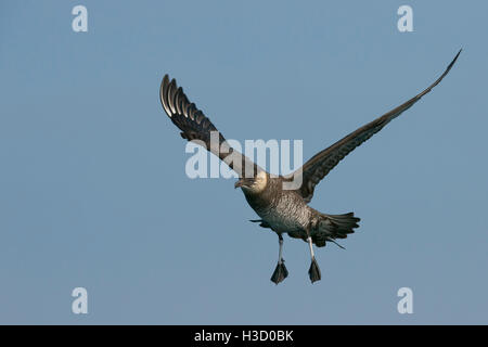 Pomarine Jaeger (Stercorarius Pomarinus) fliegen in der Nähe von Viareggio, Italien Stockfoto