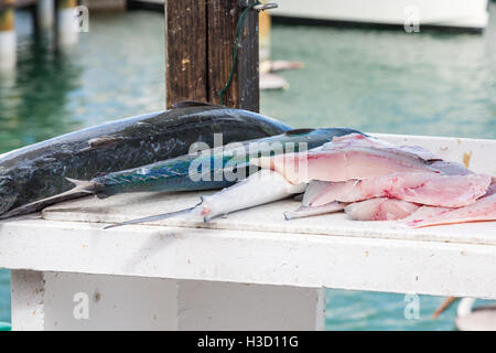 Ganze und filetiertem Fisch auf Tisch Stockfoto