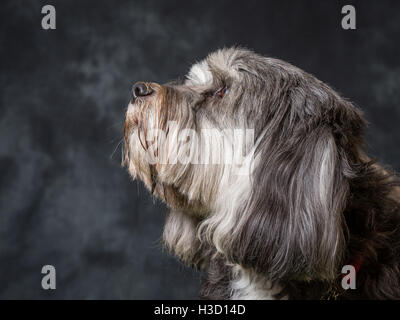 Tibet Terrier vor grauem Hintergrund abgebildet Stockfoto