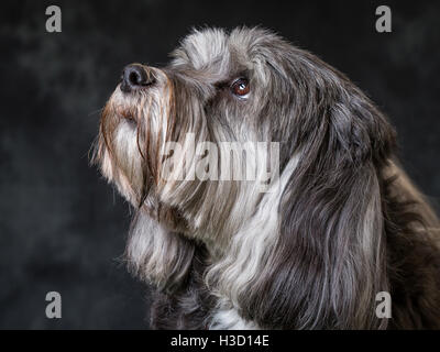 Tibet Terrier vor grauem Hintergrund abgebildet Stockfoto