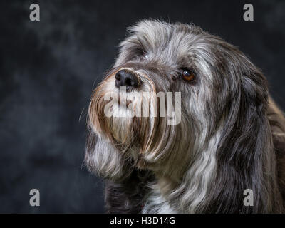 Tibet Terrier vor grauem Hintergrund abgebildet Stockfoto