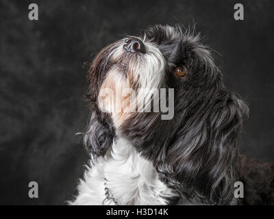 Tibet Terrier vor grauem Hintergrund abgebildet Stockfoto