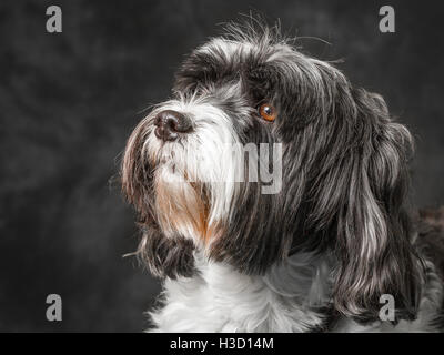 Tibet Terrier vor grauem Hintergrund abgebildet Stockfoto