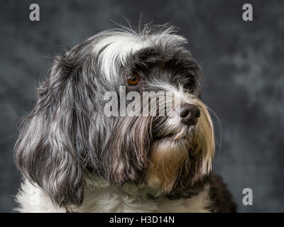 Tibet Terrier vor grauem Hintergrund abgebildet Stockfoto