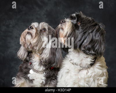 Tibet Terrier vor grauem Hintergrund abgebildet Stockfoto