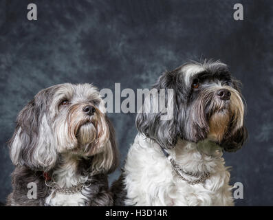 Tibet Terrier vor grauem Hintergrund abgebildet Stockfoto