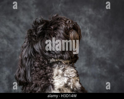 Tibet Terrier vor grauem Hintergrund abgebildet Stockfoto