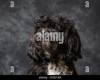 Tibet Terrier vor grauem Hintergrund abgebildet Stockfoto