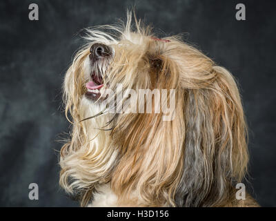 Tibet Terrier vor grauem Hintergrund abgebildet Stockfoto