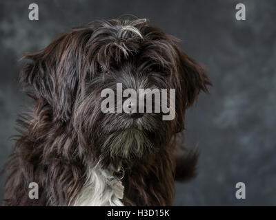 Tibet Terrier vor grauem Hintergrund abgebildet Stockfoto