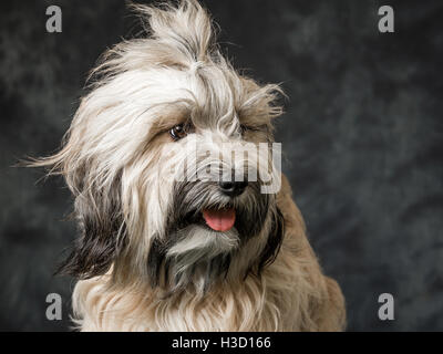 Tibet Terrier vor grauem Hintergrund abgebildet Stockfoto