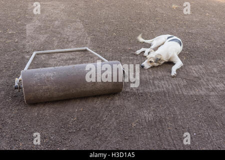 Weiß gemischt Rasse Hund die Erholung in der Nähe von Handroller auf dem Boden liegend Stockfoto