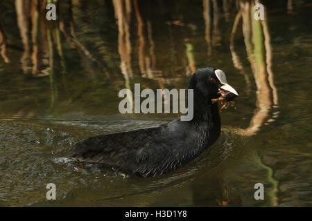 Ein Blässhuhn (Fulica Atra) mit seinem Dinner ein Signal-Krebse (Pacifastacus Leniusculus). Stockfoto