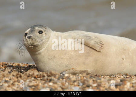 Graue Dichtung (Halichoerus Grypus) entspannen an einem Strand in Norfolk. Stockfoto