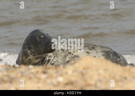 Graue Dichtung (Halichoerus Grypus) entspannen an einem Strand in Norfolk. Stockfoto