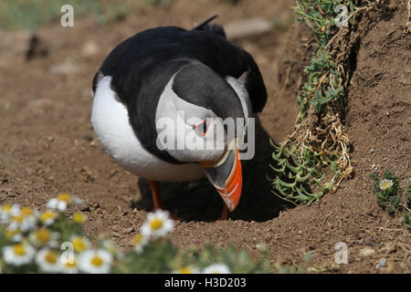 Papageitaucher (Fratercula Arctica) auf Skomer Island während der Brutzeit. Stockfoto