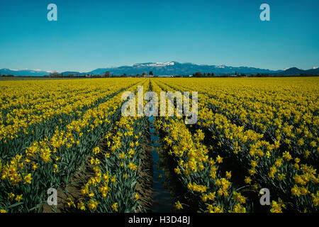 Malerische Aussicht auf Narzissen Feld gegen klar blauen Himmel Stockfoto