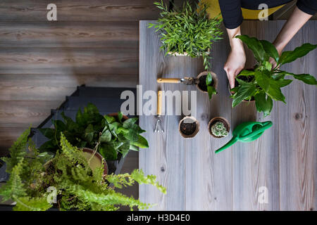 Draufsicht der Frau pflanzt Topfpflanzen zu Hause Stockfoto