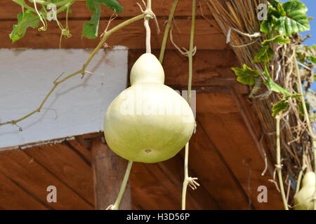 Die Früchte der Flaschenkürbis. Wachsenden tropischen Kürbis. Kürbis in Flaschenform, Zierpflanze. Stockfoto