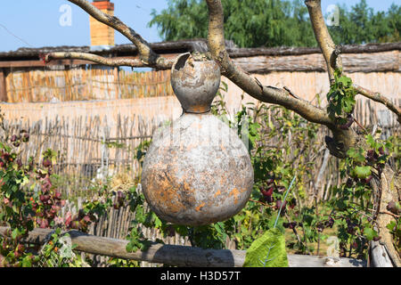 Die Früchte der Flaschenkürbis. Wachsenden tropischen Kürbis. Kürbis in Flaschenform, Zierpflanze. Stockfoto