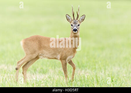 Eine Warnung Reh Bock stehend in einer Sommerwiese, Norfolk, England Stockfoto