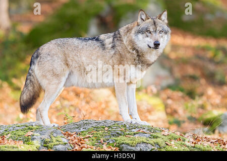 Einen Gefangenen männlichen Grauwolf steht auf einem Felsen inmitten der herbstlichen Farben des Waldes, Nationalpark Bayerischer Wald, Deutschland Stockfoto