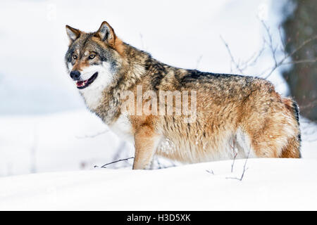 Einen Gefangenen männlichen Grauwolf steht auf einer Bank der Schnee im Wald, Nationalpark Bayerischer Wald, Deutschland Stockfoto