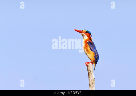 Nahaufnahme der Malachit-Eisvogel (Alcedo Cristata) thront auf einem Baumstumpf, Lake Kariba, Sambia Stockfoto