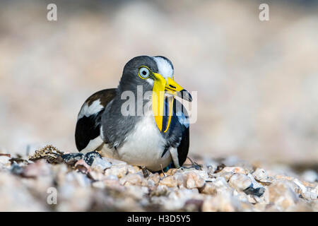 White-crowned Kiebitz (Vanellus Albiceps) Ruhe am Ufer des Lake Kariba, Sambia Stockfoto