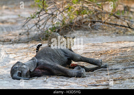 Weibliche afrikanischen Leoparden Fütterung auf eine afrikanische Elefant Kalb, Chobe Nationalpark, Botswana Stockfoto