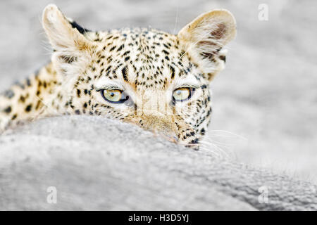 Weibliche afrikanischen Leoparden Fütterung auf eine afrikanische Elefant Kalb, Chobe Nationalpark, Botswana Stockfoto