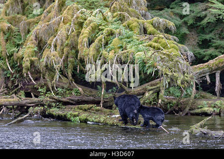 Ein weiblicher schwarzer Bär führt entlang eines Flusses auf der Suche nach Südosten Alaska Lachs, Tongass National Forest, ihr junges. Stockfoto