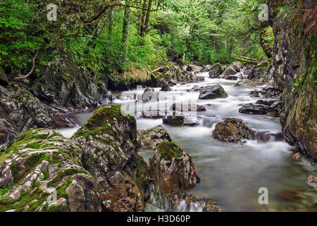 Ein Fluss von der gemäßigten Regen Küstenwald, Tongass National Forest, Alaska, USA. Stockfoto