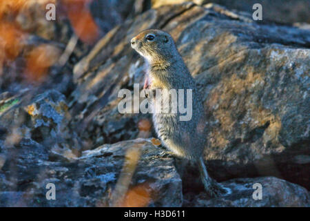 Arktischer Ziesel oder Parka, steht auf einem Steinhaufen hoch in der Tundra-Peeling vor dem Winterschlaf, Alaska, USA Stockfoto